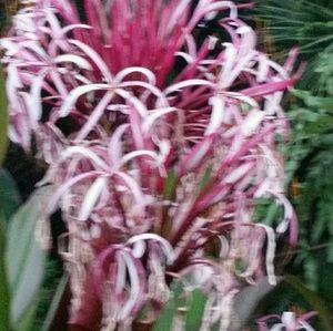 Meet your Posher, Constance